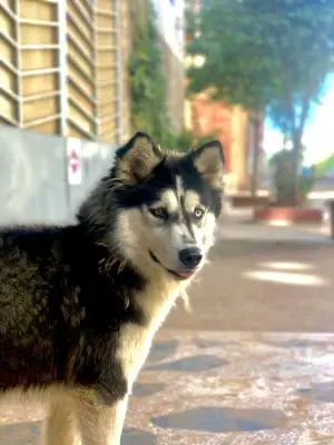 Husky malamute