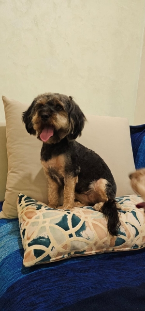 Chienne