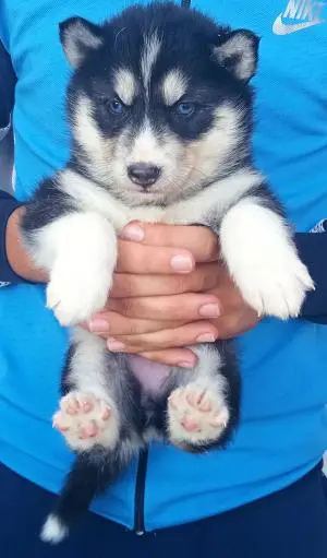 Chio husky