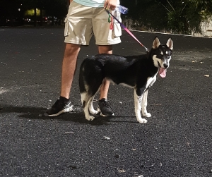 Husky sibérien femmal