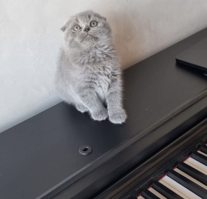 Scottish fold