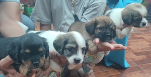 Chiots jack Russell