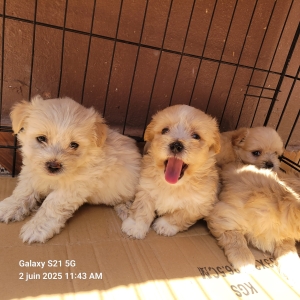Bichon havanais