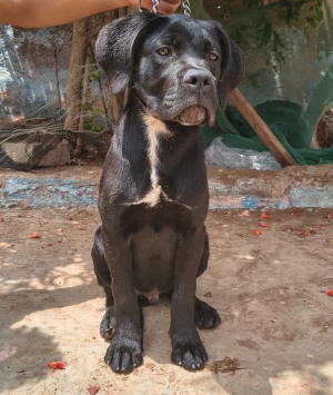 Cane corso