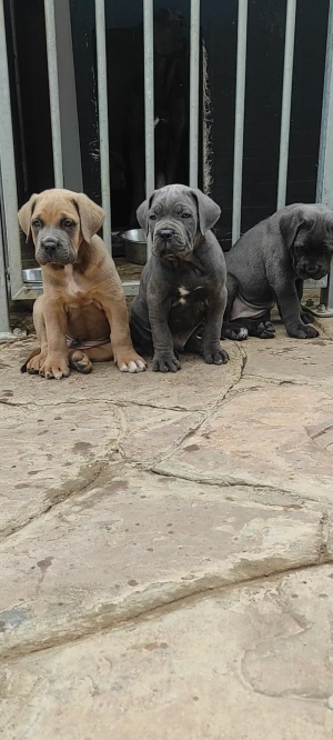 Cane corso