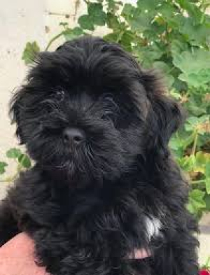 Bichon havanais noir