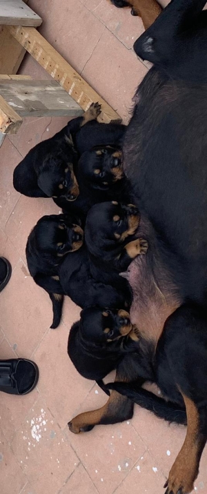 Rottweiler