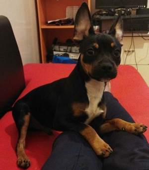 ChiPin ( moitié chihuahua moitié pinscher)