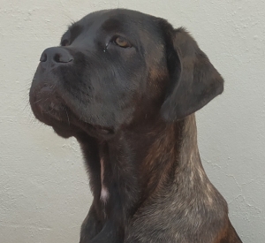 Femelle cane corso