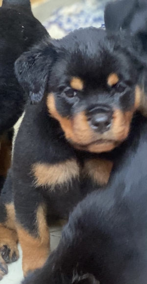 Chiots rottweiler pedigree ligne champions