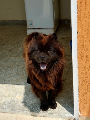 Chow chow