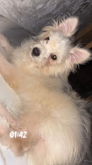 Spitz nain