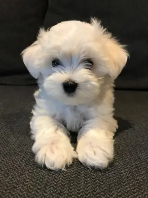 Chien bichon maltais