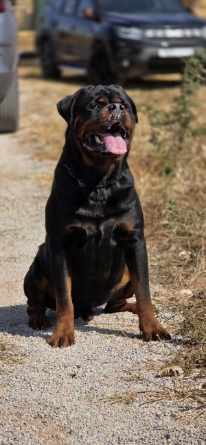 Rottweiler