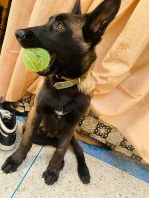 Malinois