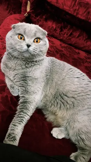 Scottish fold