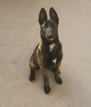 Femelle malinois charbonné pure race