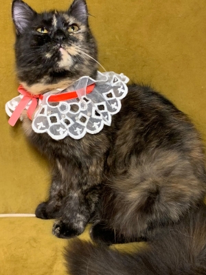 chat british longhair