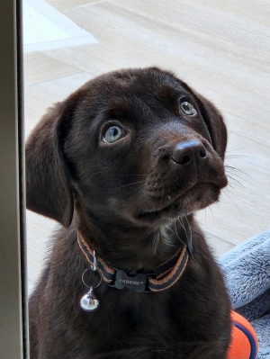 Labrador chocolat