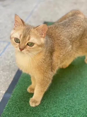 accouplement british shorthair