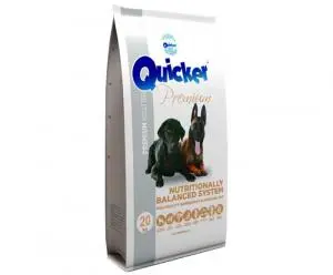 quicker chien adult