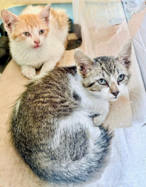 Adoption 🙏🏻