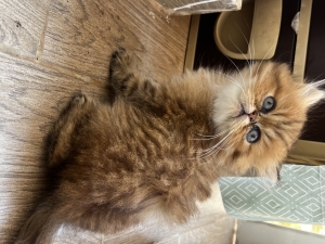 Chatons Persan chinchilla pedigree