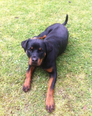 Magnifique Rottweiler Royal - 6 mois avec Pedigree