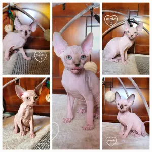 Sphynx