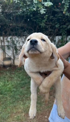 Labrador retriever