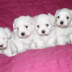 BICHON MALTAIS