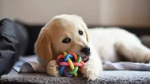 Ball jeu chien