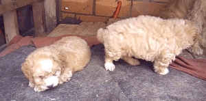Bichon avendre a Tanger