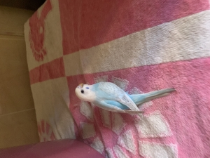 oiseaux pirouche