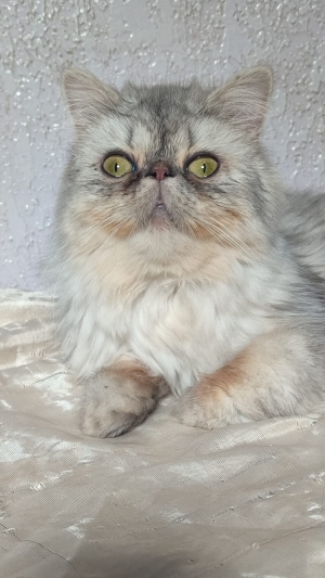 Femelle persan 8 mois