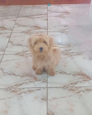 Bichon  à vendre