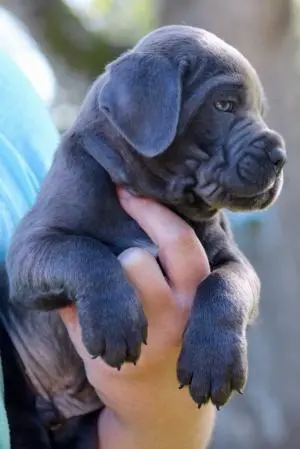 Cane corso