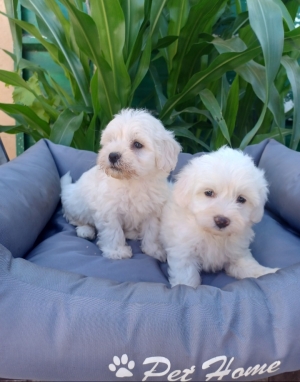 Bichon maltais