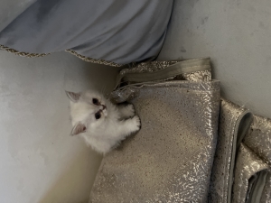 Chaton British / fold / shorthair