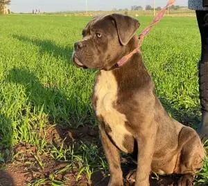 Cane corso