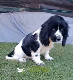 Coker spaniel