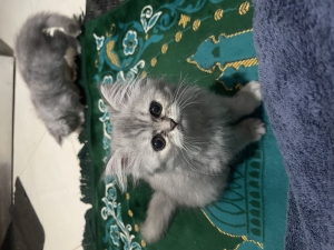Persian chanchilla