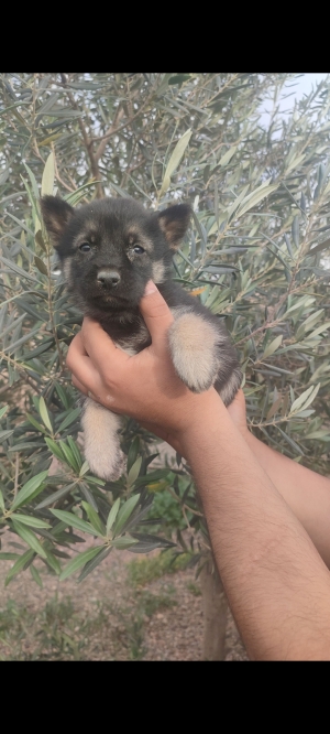 Chiot berger allemand