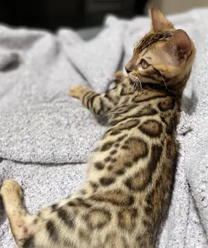 Chaton Bengal mâle avec PEDIGREE