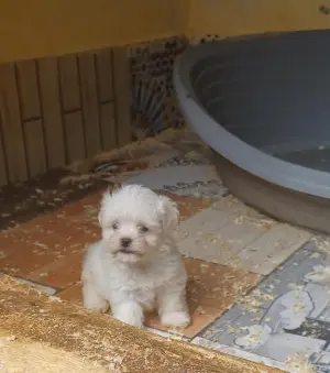 Bichon
