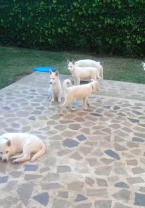 Chiots Huskey