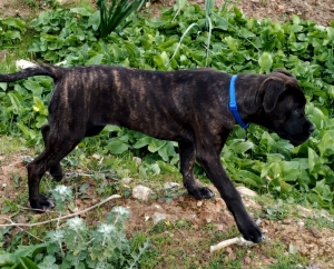 Femelle 5 mois cane corso