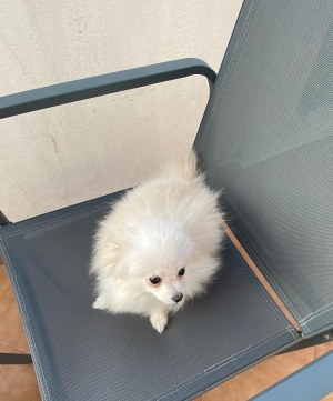 Spitz nain