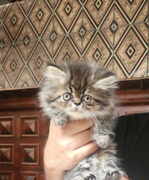 Chaton persan a vendre