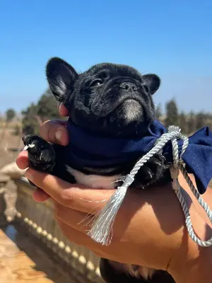 Bulldog français mâle